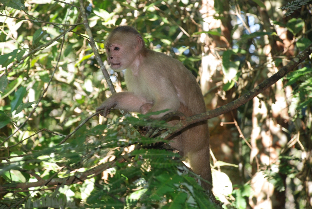 Un singe venu nous rendre visite le matin    